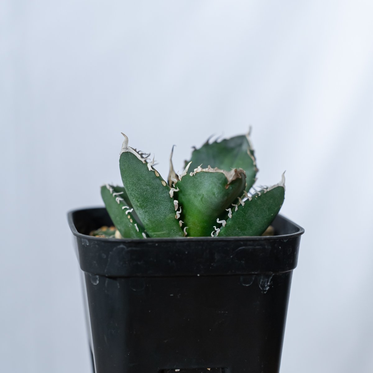 アガベ チタノタ 魔丸 agave titanota imps 多肉植物 珍奇植物 ANTID