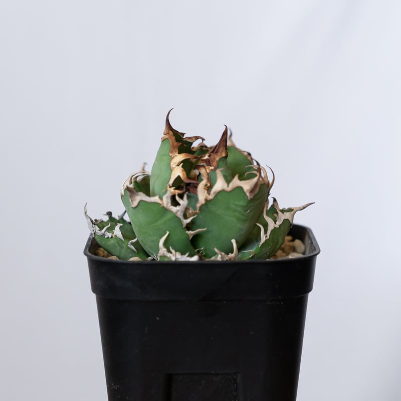 アガベ チタノタ シーザー 美株 OC株 Agave titanota Caesar 多肉植物