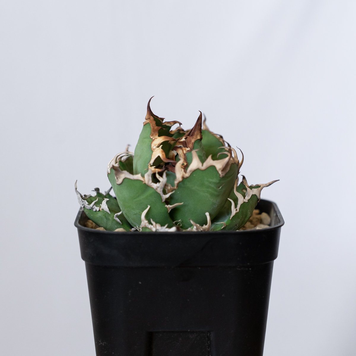 アガベ チタノタ シーザー 美株 OC株 Agave titanota Caesar 多肉植物