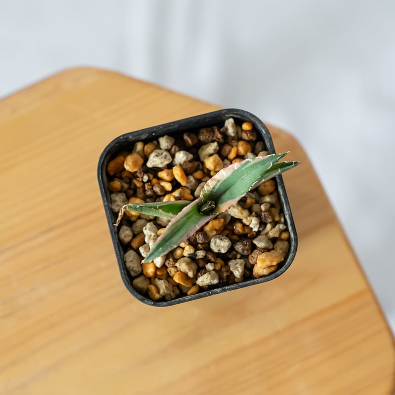 アガベ チタノタ 白鯨 白覆輪 TC株 白鯨錦 Agave titanota White Wh
