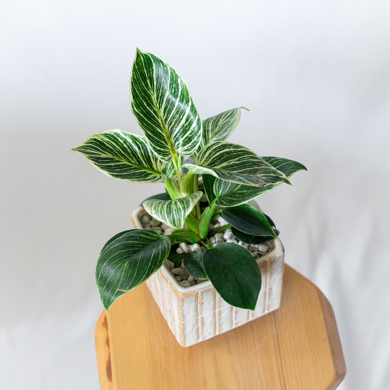 フィロデンドロン バーキン 鉢セット Philodendron Birkin 観葉植物