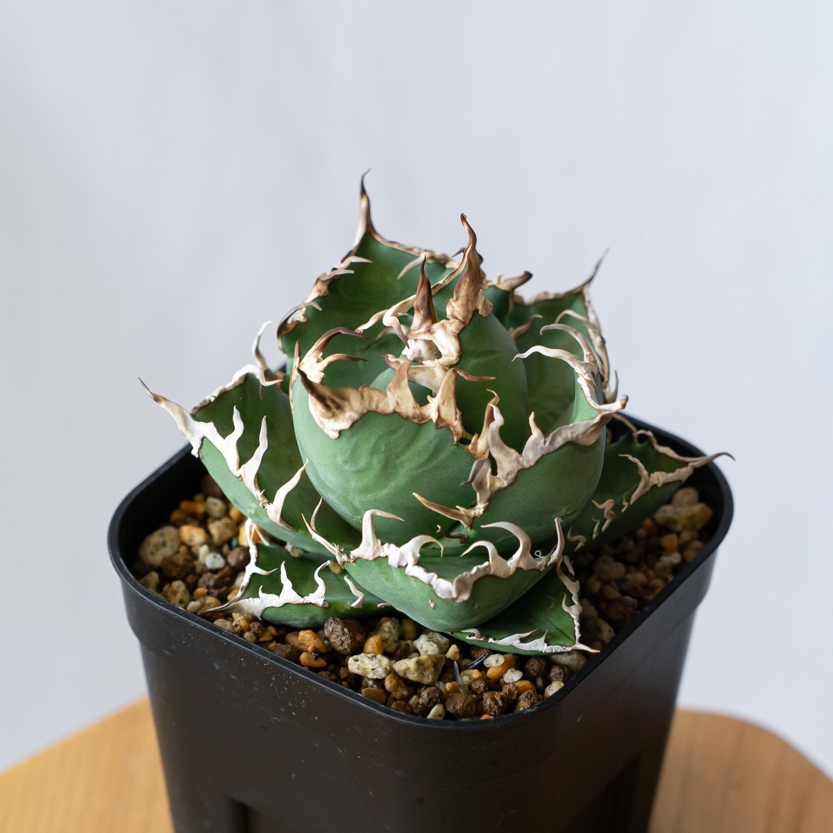 アガベ チタノタ シーザー OC株 Agave titanota Caesar 多肉植物 珍奇