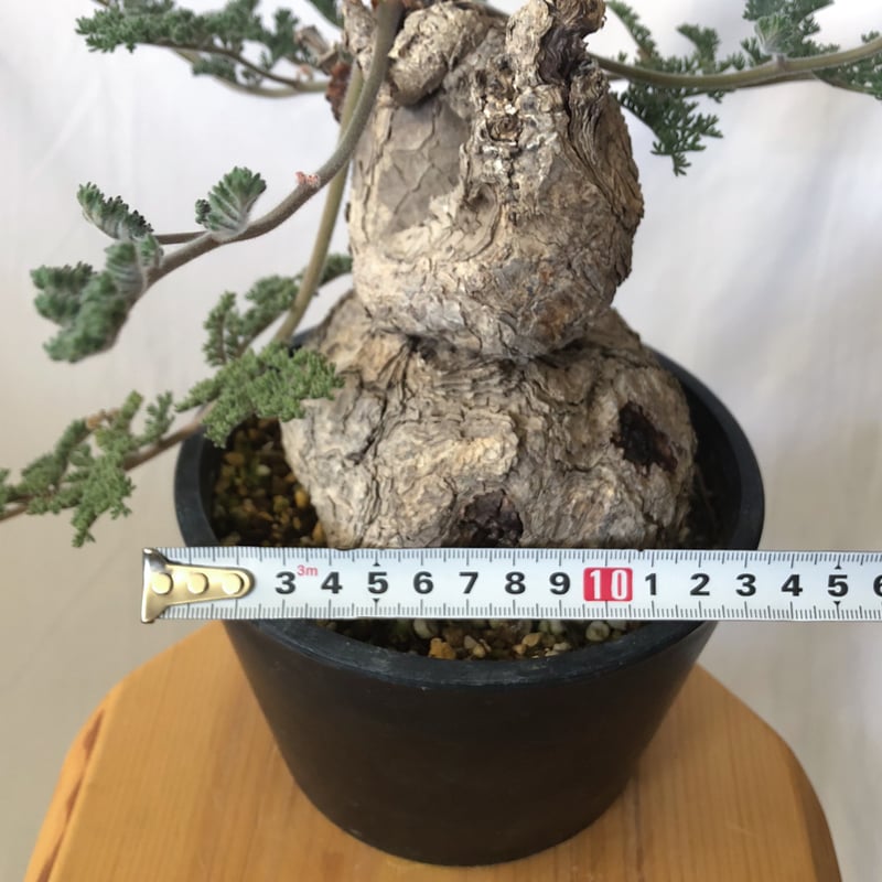 ペラルゴニウム トリステ 大株 美株 Pelargonium triste 多肉植物 珍奇