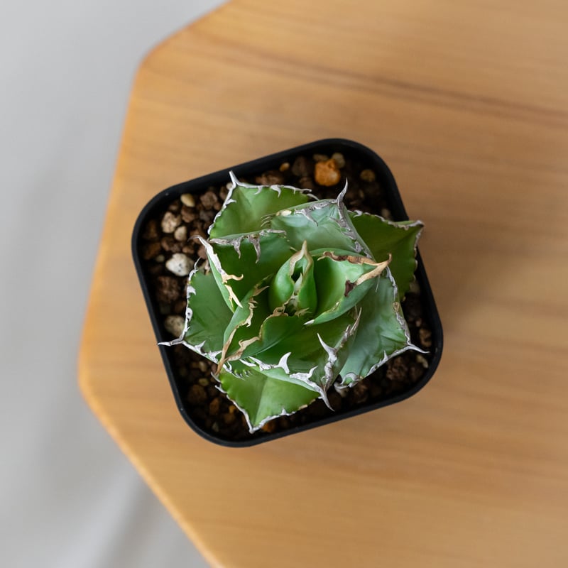 アガベ チタノタ フィリグリー OC株 agave titanota filigree 多肉植