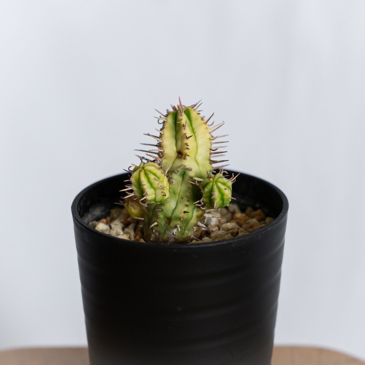 ユーフォルビア 紅彩閣錦 実生 エノプラ 斑入り Euphorbia enopla 塊根