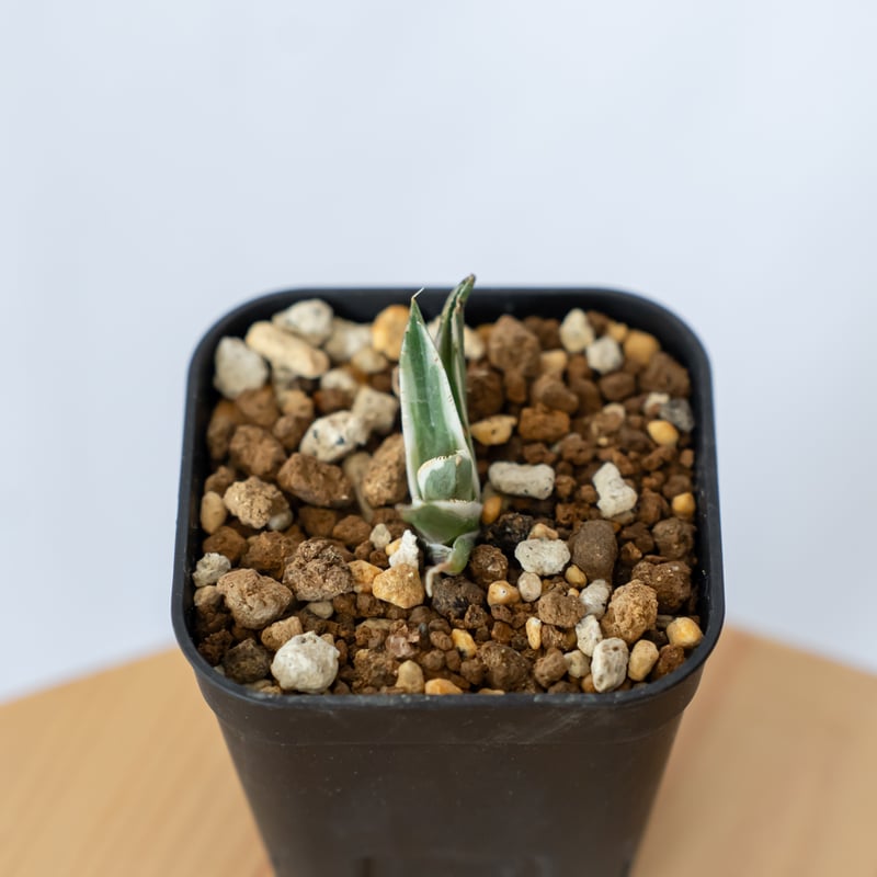 アガベ チタノタ 鷹の目 鷹眼【発根管理中】TC株 Agave titanota Hawk e