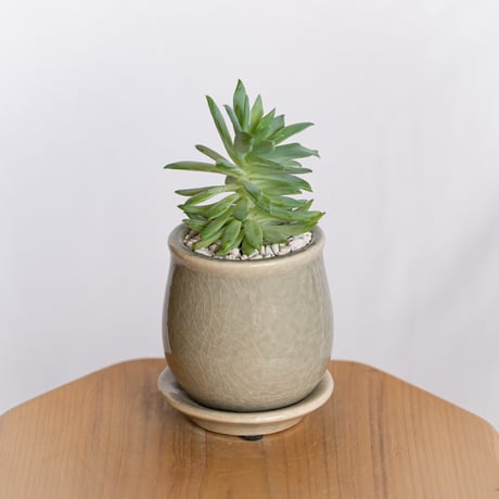 セデベリア ファンファーレ 鉢セット Sedeveria Fanfare 多肉植物 観葉植物 インテリアグリーン 静岡 ANTIDOTE 通販 S1296