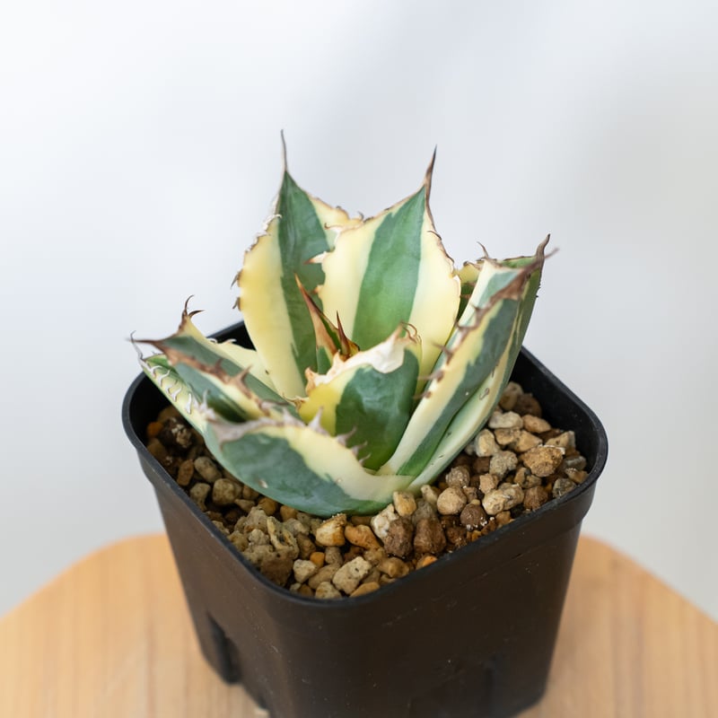 アガベ チタノタ スナグルトゥース Agave titanota Snaggle Tooth