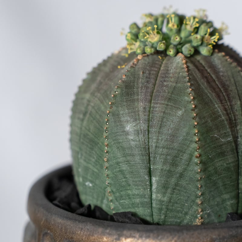 ユーフォルビア オベサ 鉢セット オス株 雄株 美株 Euphorbia obesa