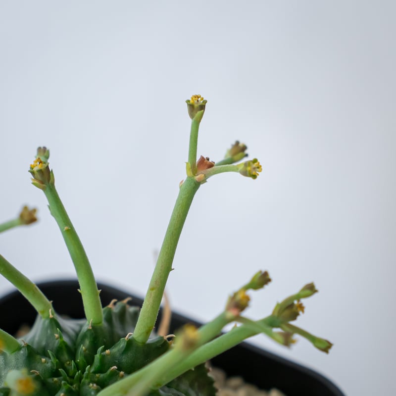 ユーフォルビア スーパーバリダ 実生 雄株 Euphorbia super valida 多肉