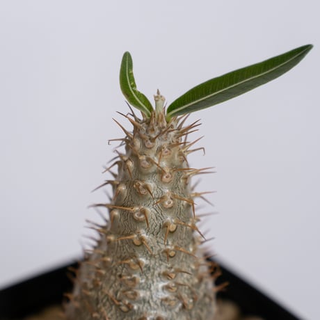 パキポディウム グラキリス 実生 pachypodhium Gracilius 塊根植物 コーデックス 多肉植物 珍奇植物 静岡 ANTIDOTE 通販 S1261
