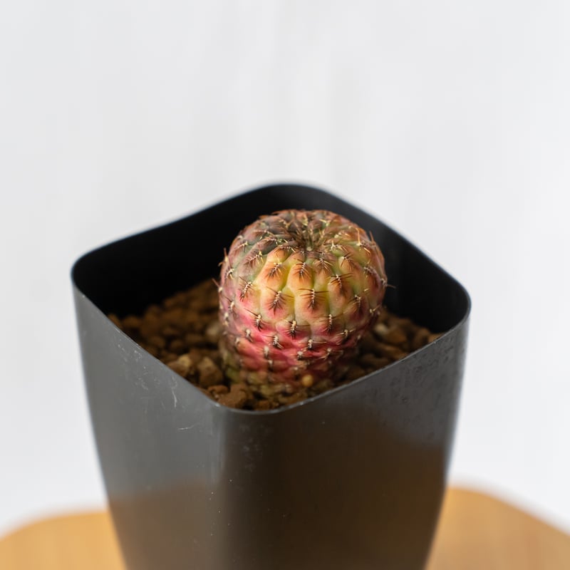 スルコレブチア ラウシー錦 カキ仔 Sulcorebutia rauschii