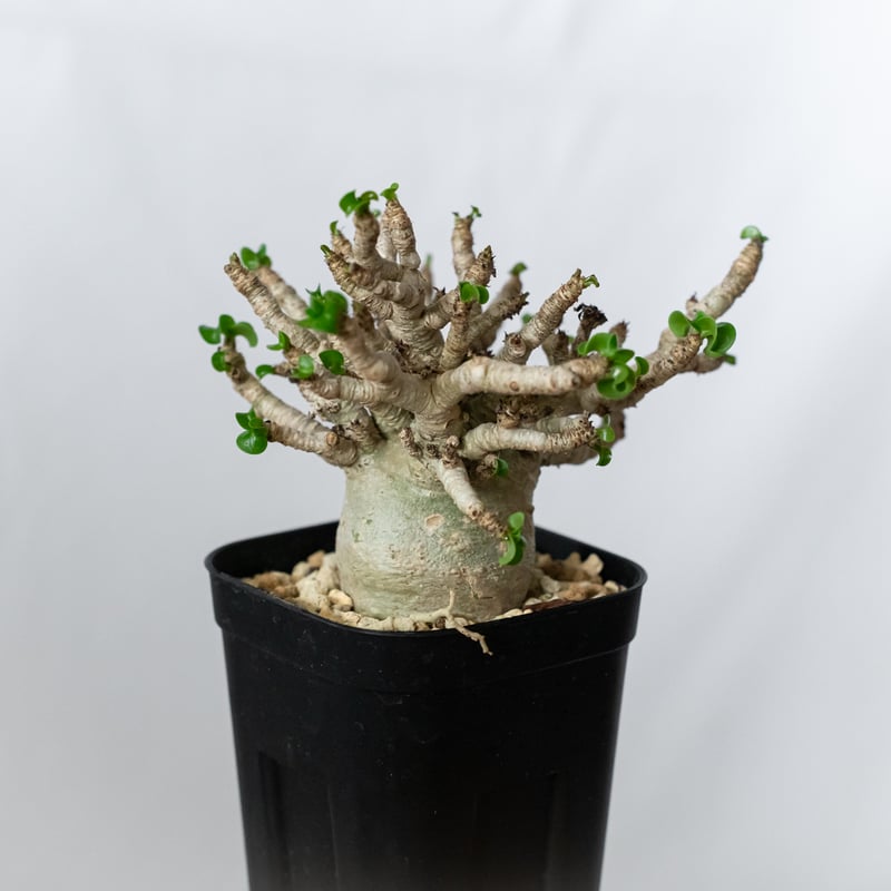 アデニウム アラビカム ドーセットホーン 獅子葉 輸入実生 Adenium