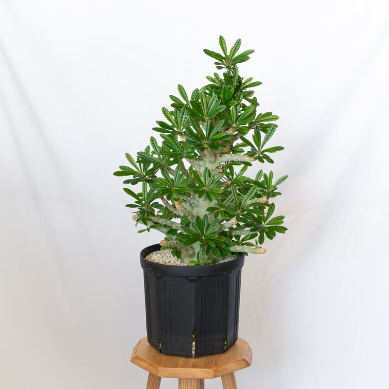 ドルステニアギガス特大　訳あり　割引あり 園芸ネット本店｜ドルステニア：ギガス 7号鉢植え23-02 の通販【公式】