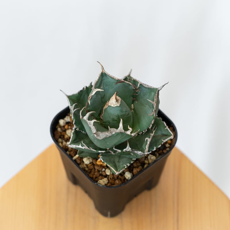 アガベ チタノタ 「SAD 南アフリカダイヤモンド錦」白中斑 TC 極上美株