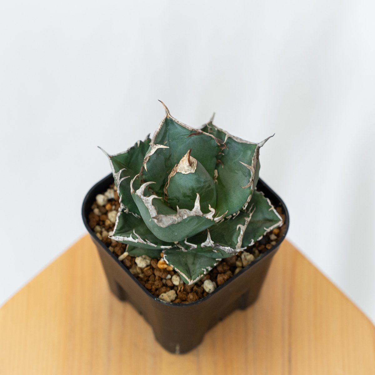 【美株】アガベ　チタノタ　ボール株 アガベ チタノタ 南アフリカダイヤモンド 美株【発根管理中】TC株