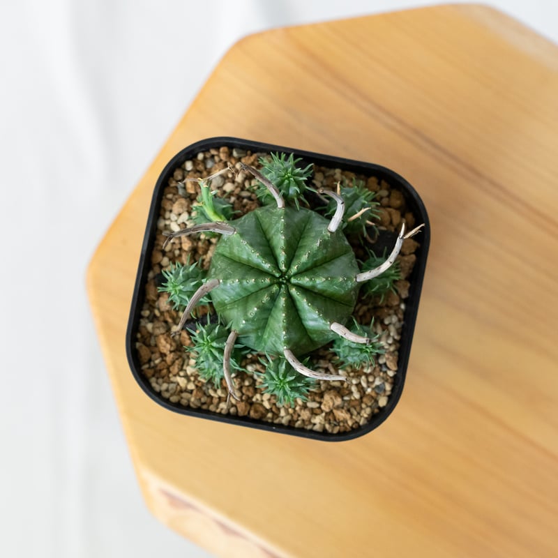 ユーフォルビア スーパーバリダ 子株付き 美株 実生 Euphorbia super