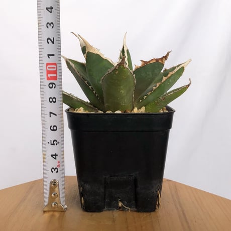 アガベ チタノタ 狼人 OC株 Agave titanota Werewolf  多肉植物 珍奇植物 静岡 ANTIDOTE 通販 S1155