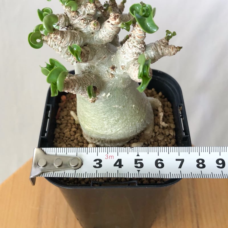アデニウム アラビカム ドーセットホーン 獅子葉 Adenium Arabicum