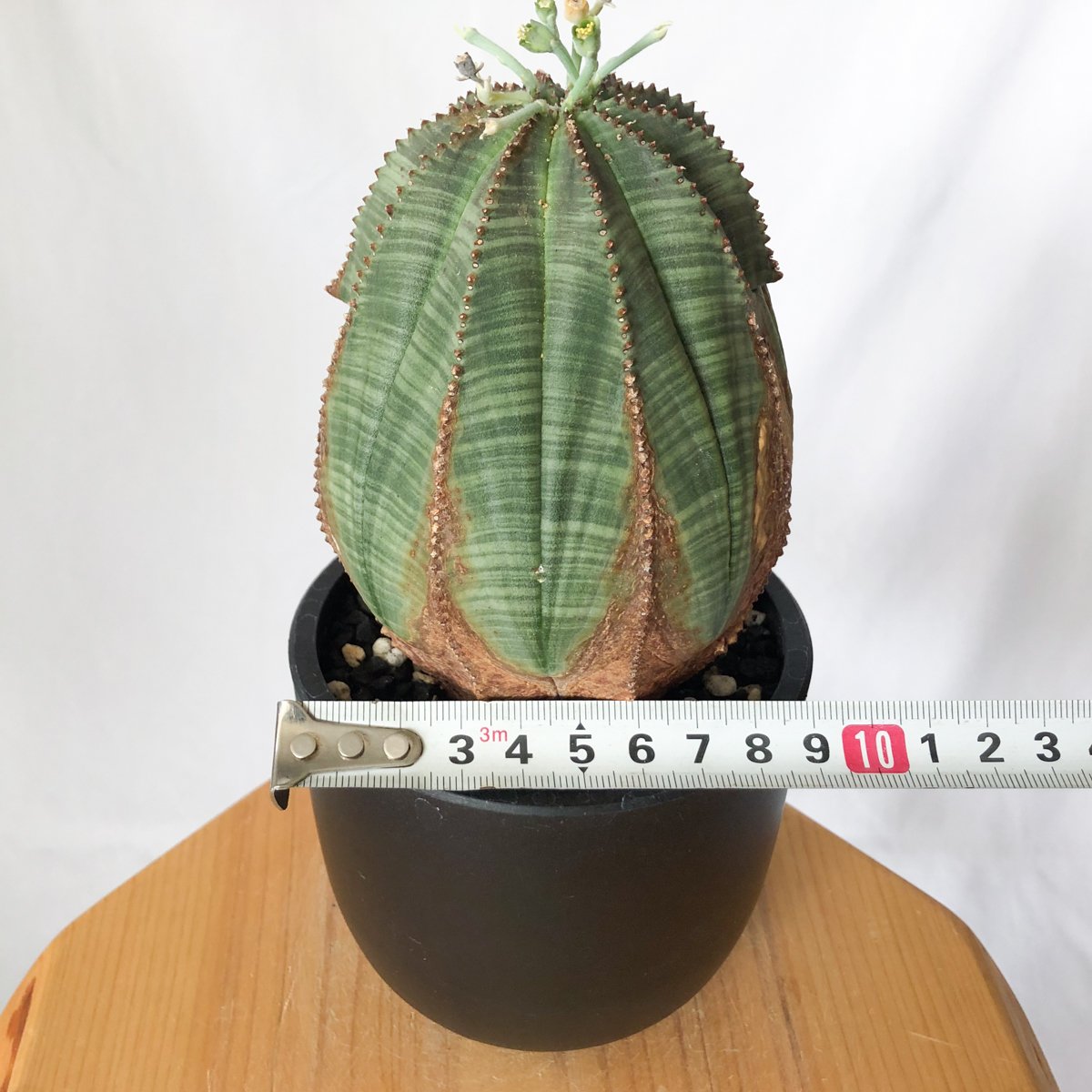 ユーフォルビア オベサ 大株 美株 実生 オールドオベサ Euphorbia