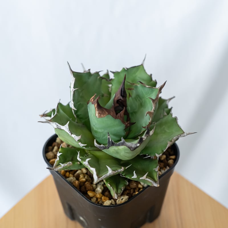 【アガベ】姫厳龍　ベアルート 9/9入荷未発根未活着ベアルート植込み】 Agave titanota 姫厳竜