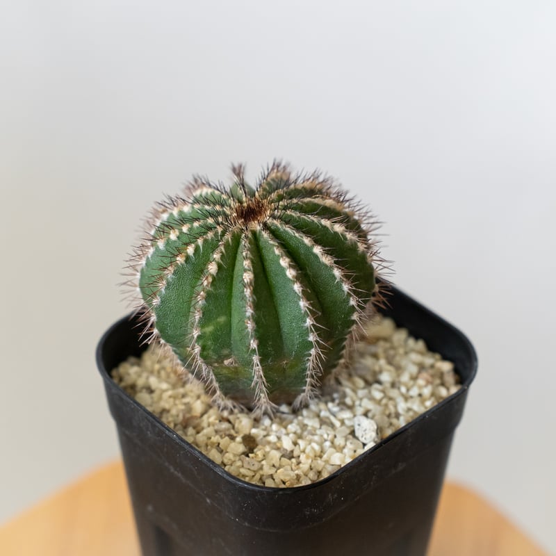 ユーベルマニア ペクチニフェラ 実生 Uebelmannia pectinifera サボテン