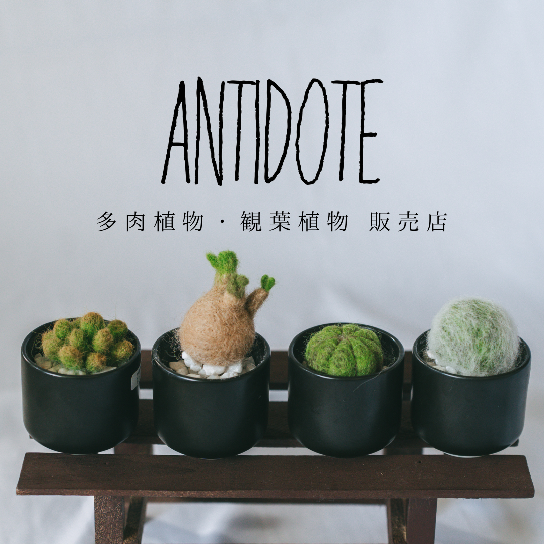 ミルティロカクタス 竜神木 石化 Myrtillocactus geometrizans