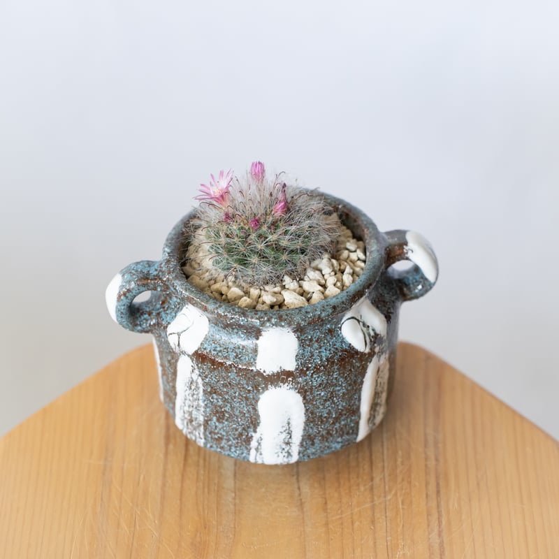 マミラリア グラッシー 鉢セット Mammillaria glassii サボテン 多肉