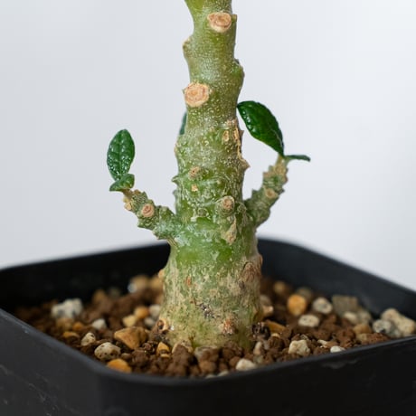 ドルステニア ギガス 実生 Dorstenia gigas 塊根植物 コーデックス 多肉植物 珍奇植物 静岡 ANTIDOTE 通販 S1452