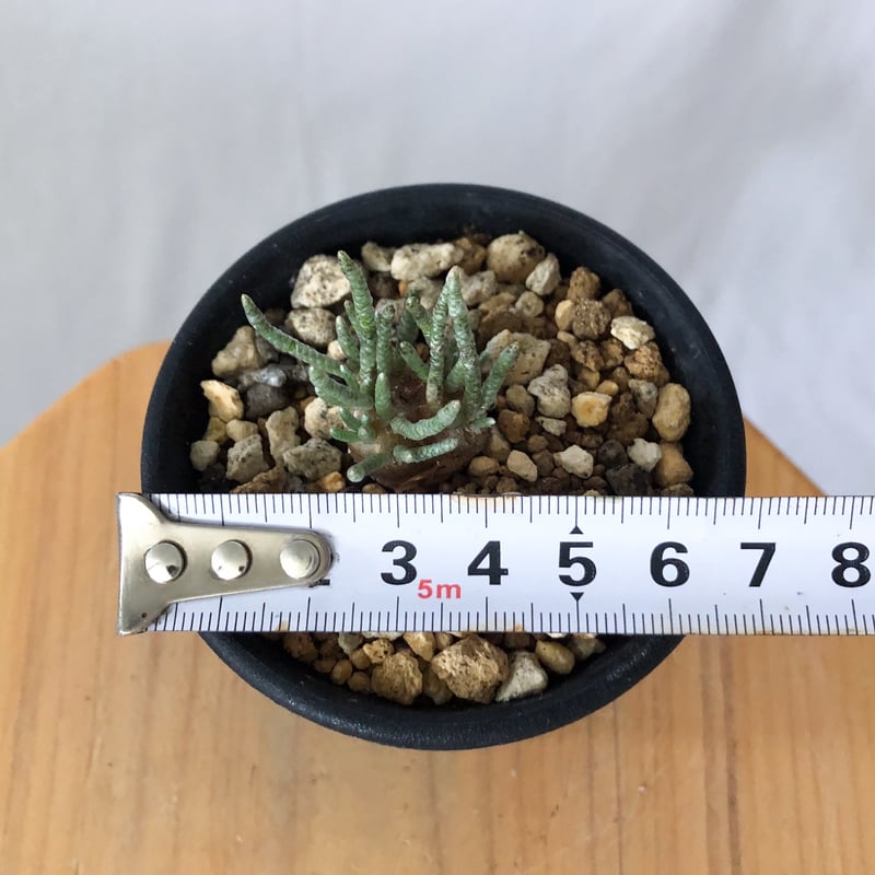 アボニア クイナリア 実生 Avonia quinaria 塊根植物 コーデックス