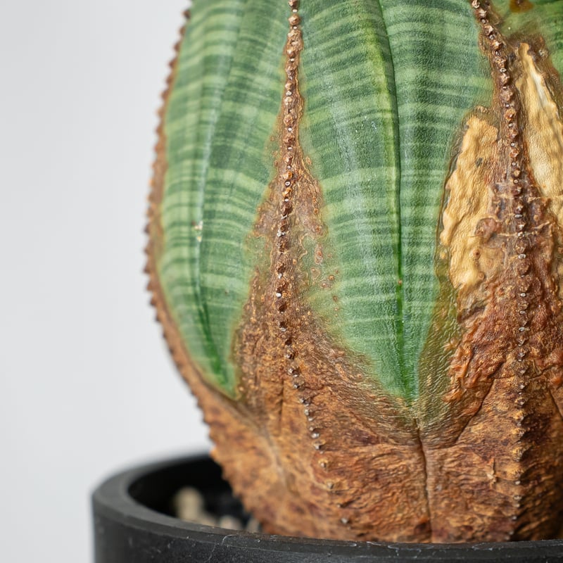 『美株』ユーフォルビア　オベサ ユーフォルビア オベサ 大株 美株 実生 オールドオベサ Euphorbia