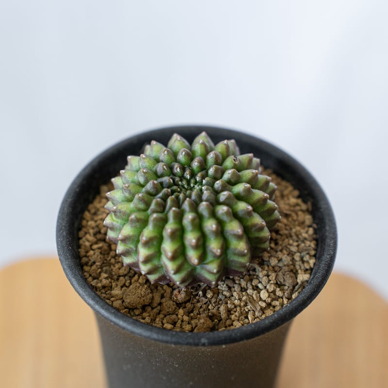 ギムノカリキウム 牡丹玉 石化 Gymnocalycium mihanovichii サボテン