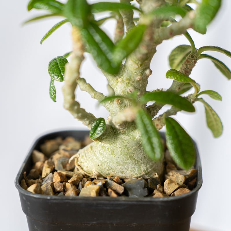 ドルステニア ギガス Dorstenia gigas 発根済 塊根植物 多肉植物 珍奇