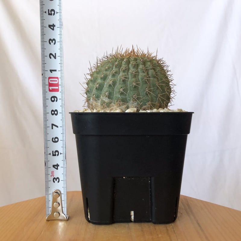 コピアポア コルムナアルバ 孤竜丸 台付 美株 Copiapoa cinerea var. c