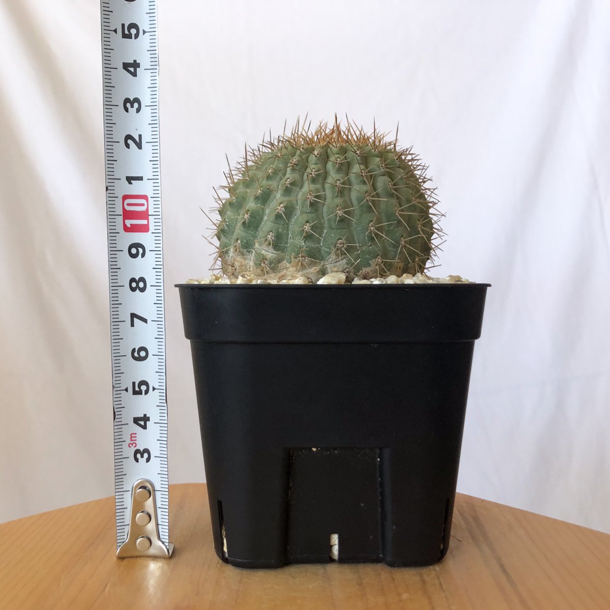 コピアポア コルムナアルバ 孤竜丸 台付 美株 Copiapoa cinerea var. c