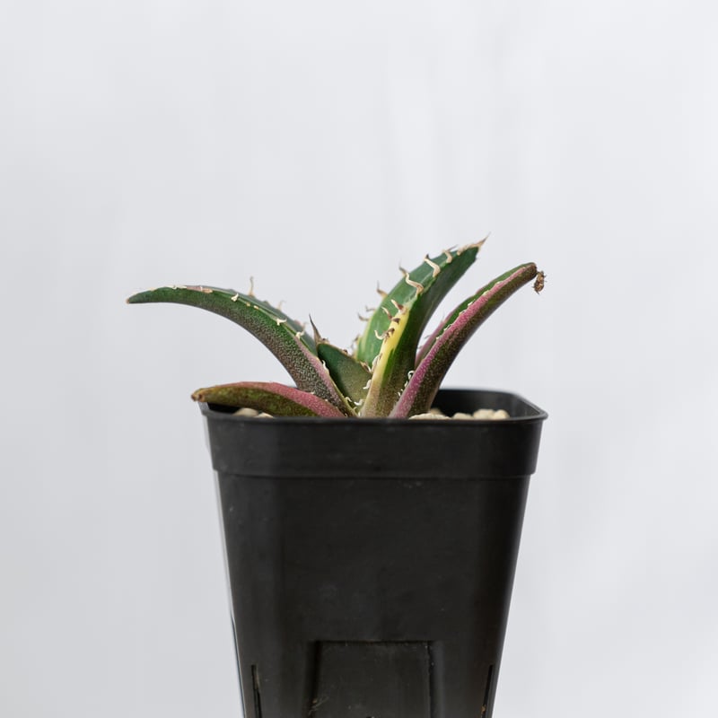 アガベ チタノタ 白鯨 白鯨錦 白覆輪 TC株 Agave titanota White Wh