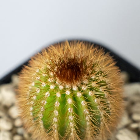 ユーフォルビア 紅彩閣錦 エノプラ 斑入り 実生 Euphorbia enopla 塊根植物 多肉植物 珍奇植物 静岡 ANTIDOTE 通販 S1482