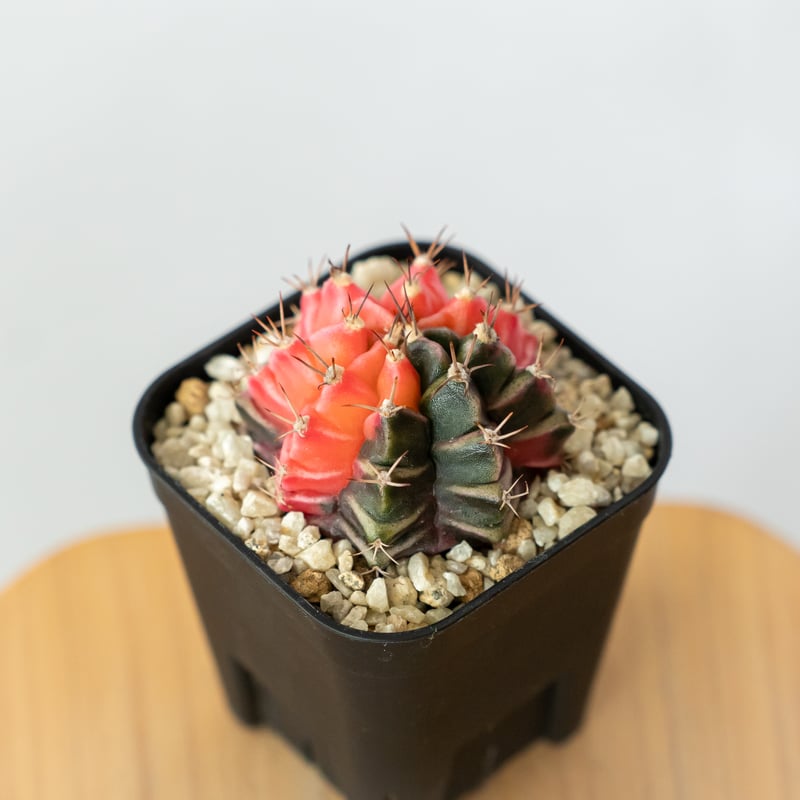 ギムノカリキウム ミハノビッチ 実生【発根管理中】緋牡丹錦