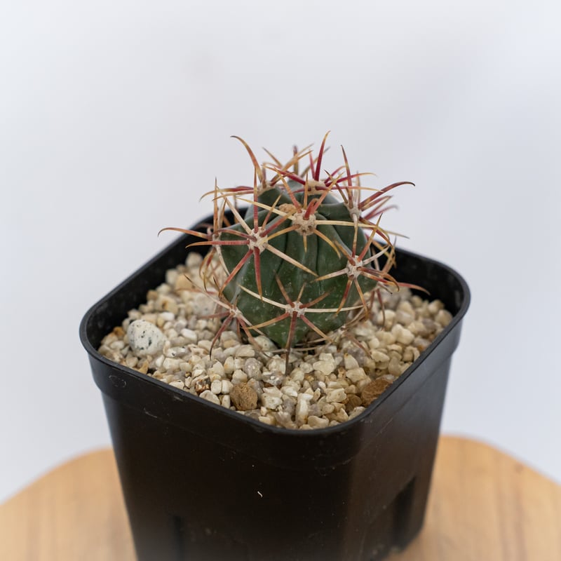 フェロカクタス 神仙玉 実生 Ferocactus coloratus サボテン 多肉植物