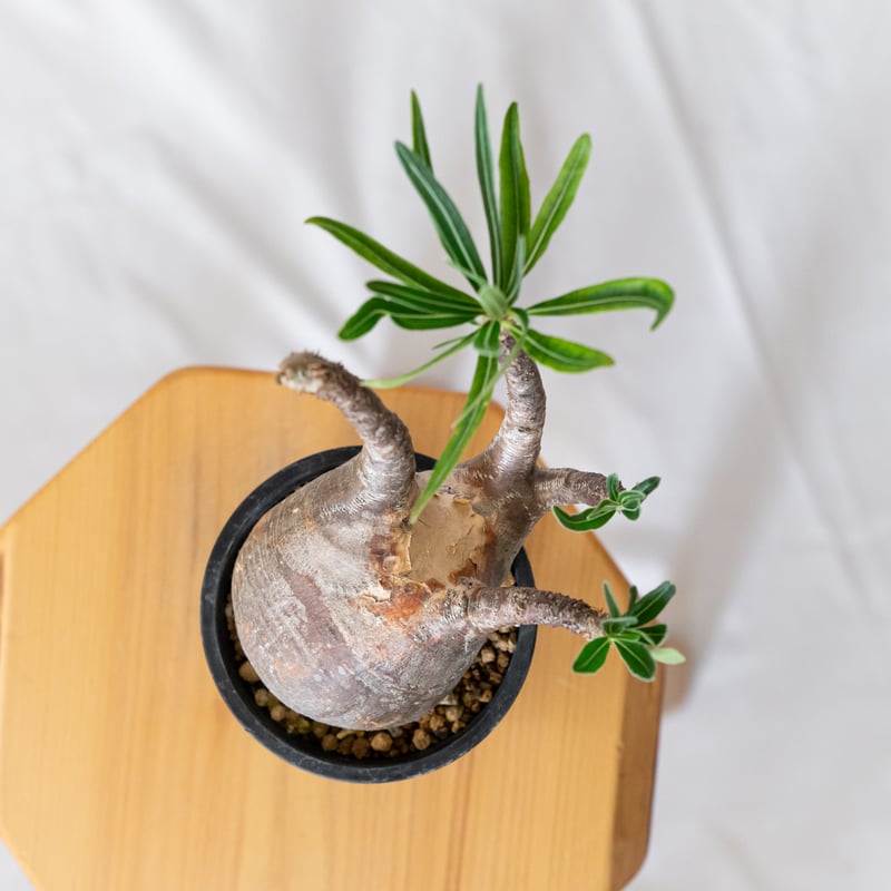 パキポディウム グラキリス 現地球 pachypodhium Gracilius 塊根植物 コ