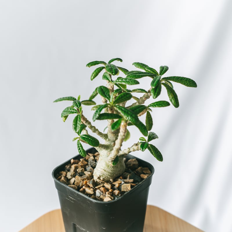 ドルステニア ギガス Dorstenia gigas 発根済 塊根植物 多肉植物 珍奇