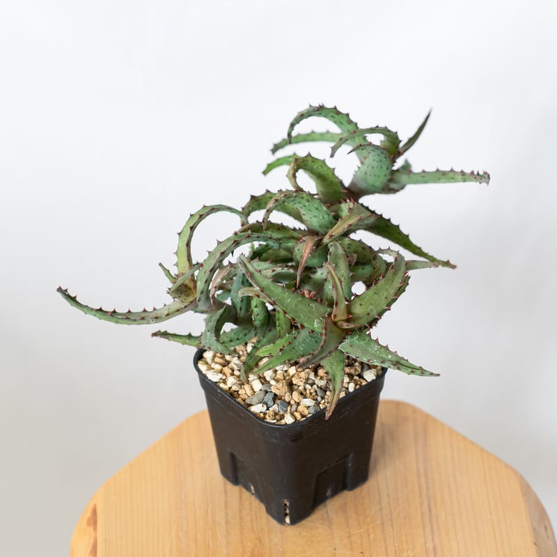 アロエ　カスティロニアエ　大株ビンテージ アロエ カスティロニアエ 大株ビンテージ アロエ カスティロニアエ 大