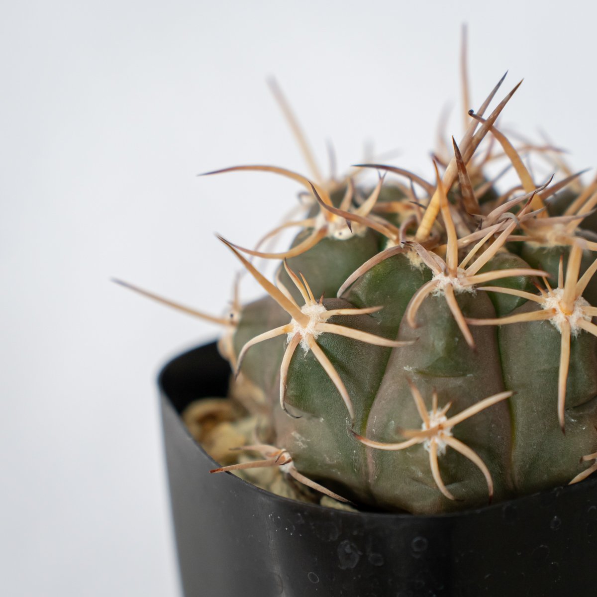 ギムノカリキウム　天平丸錦　サボテン　フェロシオール　魔天竜 ギムノカリキウム 天平丸錦 サボテン フェロシオール 魔天竜