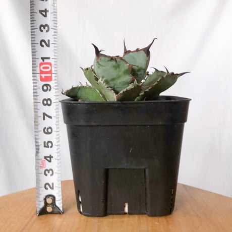 アガベ チタノタ ブラックアンドブルー BB  OC株【発根管理中】Agave titanota Black & Blue 多肉植物 珍奇植物 静岡 ANTIDOTE 通販 S1311