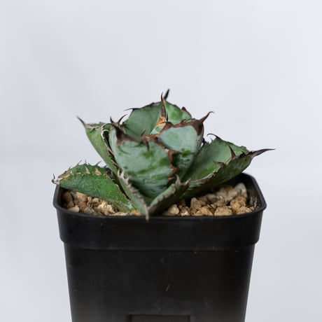 アガベ チタノタ ブラックアンドブルー BB  OC株【発根管理中】Agave titanota Black & Blue 多肉植物 珍奇植物 静岡 ANTIDOTE 通販 S1311