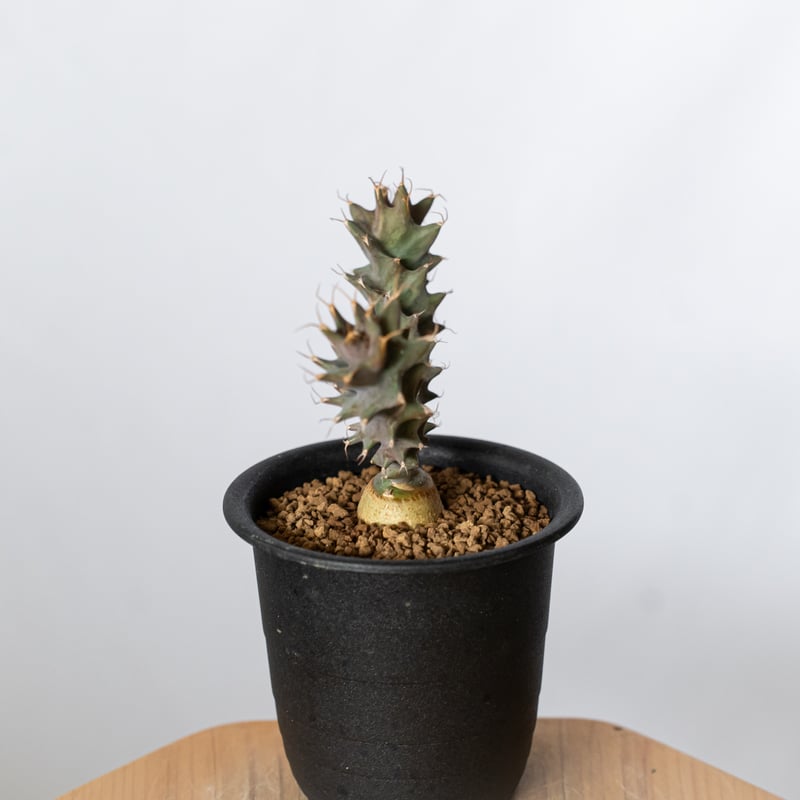 ユーフォルビア トルチラマ 実生 Euphorbia tortirama 多肉植物 珍奇