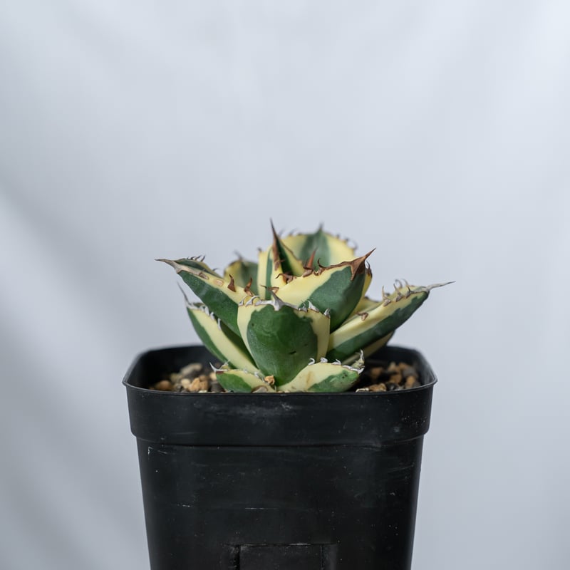 アガベ チタノタ スナグルトゥース Agave titanota Snaggle Tooth