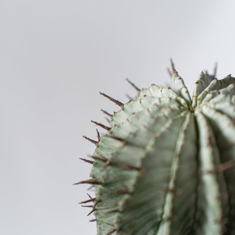 ユーフォルビア 関上ホリダ Euphorbia horida SEKIGAMI 多肉植物 珍奇