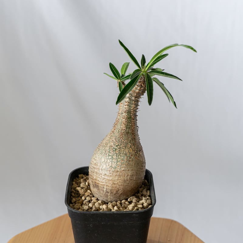 パキポディウム グラキリス pachypodhium Gracilius 塊根植物