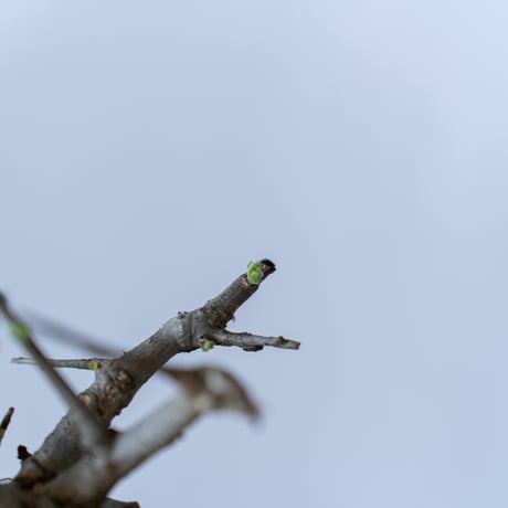 ボスウェリア ネグレクタ Boswellia neglecta 多肉植物 珍奇植物 静岡 ANTIDOTE 通販 S95